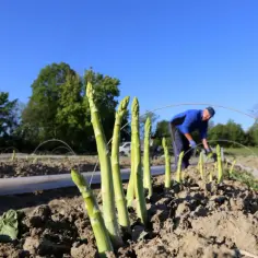 Ile można zarobić na szparagach w Niemczech? Zarobki, które zaskakują